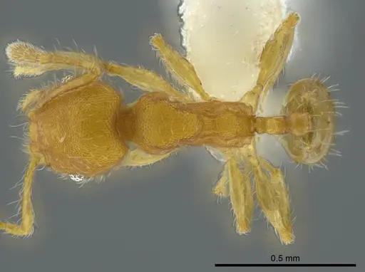 Pheidole christopherseni specimen CASENT0612251 image casent0612251_1