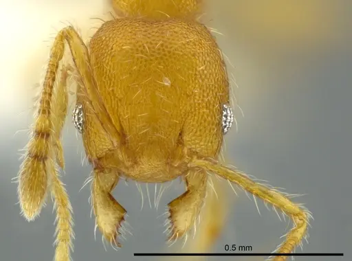 Pheidole christopherseni specimen CASENT0612251 image casent0612251_2