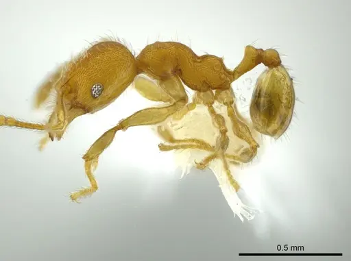 Pheidole christopherseni specimen CASENT0612251 image casent0612251_3