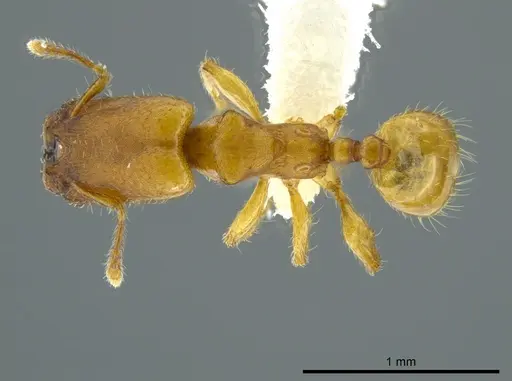 Pheidole christopherseni specimen CASENT0612252 image casent0612252_1