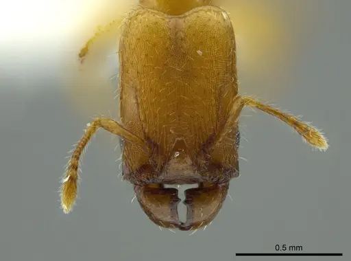 Pheidole christopherseni specimen CASENT0612252 image casent0612252_2