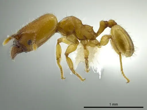 Pheidole christopherseni specimen CASENT0612252 image casent0612252_3