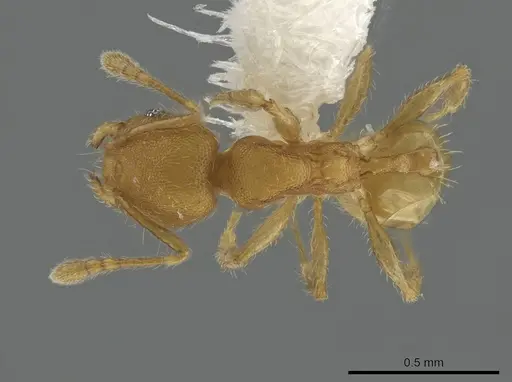 Pheidole christopherseni specimen CASENT0612255 image casent0612255_1