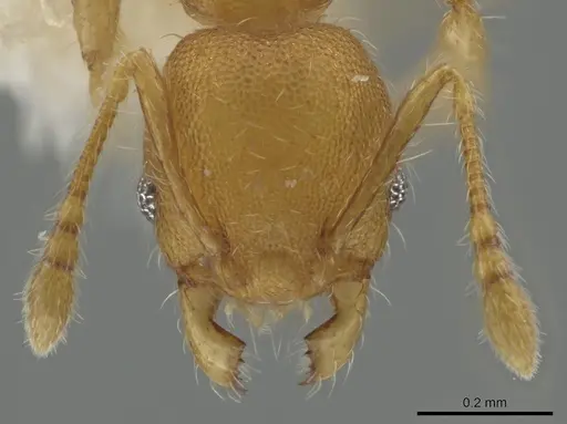 Pheidole christopherseni specimen CASENT0612255 image casent0612255_2
