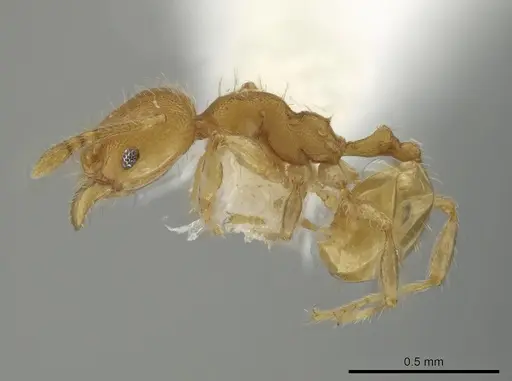 Pheidole christopherseni specimen CASENT0612255 image casent0612255_3