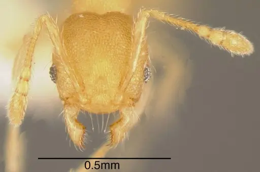 Pheidole christopherseni specimen CASENT0635454 image casent0635454_1
