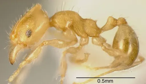 Pheidole christopherseni specimen CASENT0635454 image casent0635454_2