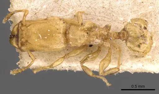 Pheidole christopherseni specimen CASENT0908258 image casent0908258_1