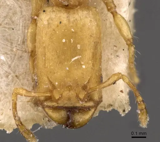 Pheidole christopherseni specimen CASENT0908258 image casent0908258_2