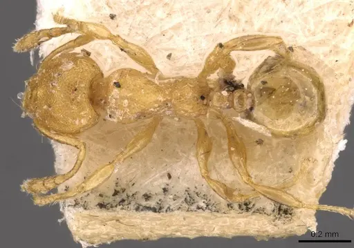 Pheidole christopherseni specimen CASENT0908259 image casent0908259_1