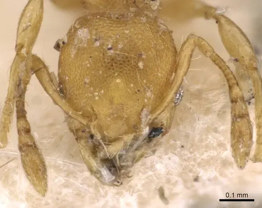 Pheidole christopherseni specimen CASENT0908259 image casent0908259_2