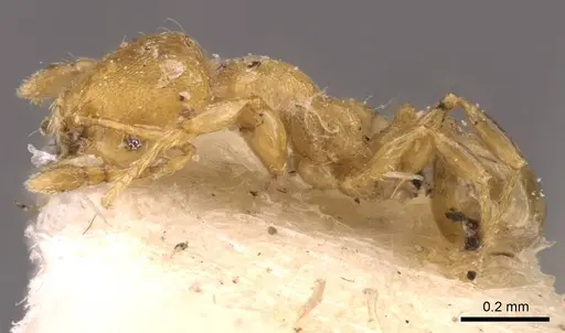 Pheidole christopherseni specimen CASENT0908259 image casent0908259_3