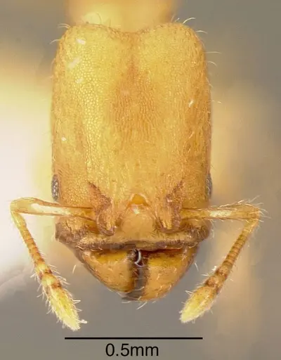 Pheidole christopherseni specimen INBIOCRI001237511 image inbiocri001237511_1