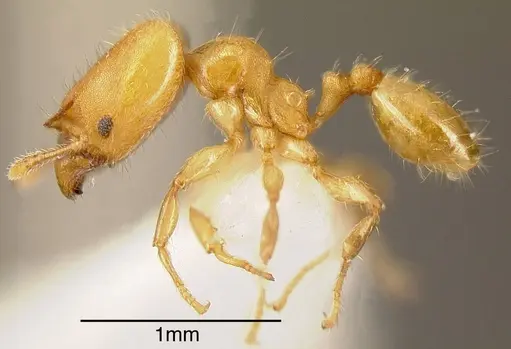 Pheidole christopherseni specimen INBIOCRI001237511 image inbiocri001237511_2
