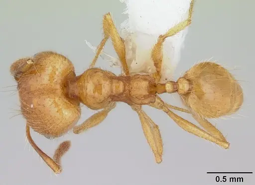 Pheidole chrysops specimen CASENT0178010 image casent0178010_1