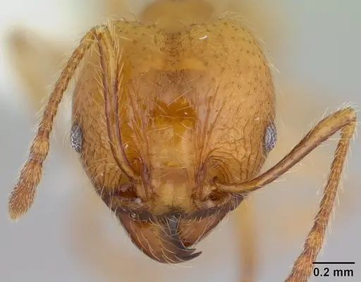Pheidole chrysops specimen CASENT0178010 image casent0178010_2