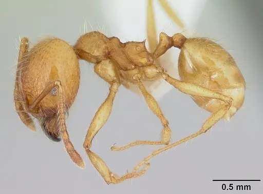 Pheidole chrysops specimen CASENT0178010 image casent0178010_3