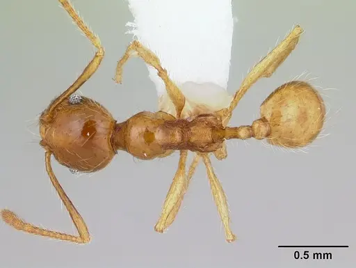 Pheidole chrysops specimen CASENT0178011 image casent0178011_1
