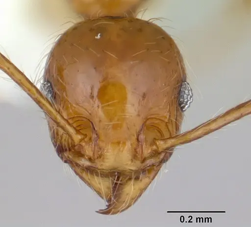 Pheidole chrysops specimen CASENT0178011 image casent0178011_2
