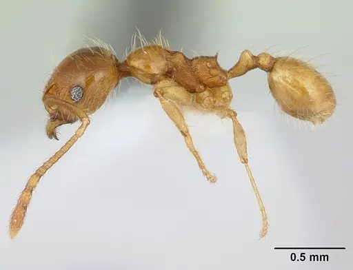 Pheidole chrysops specimen CASENT0178011 image casent0178011_3