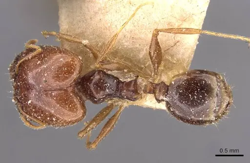 Pheidole cicatricosa specimen CASENT0907791 image casent0907791_1
