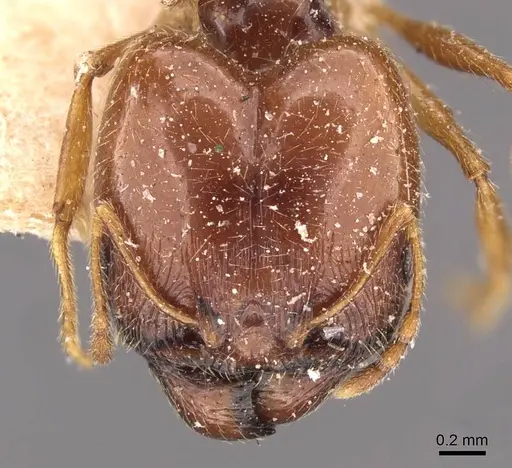 Pheidole cicatricosa specimen CASENT0907791 image casent0907791_2