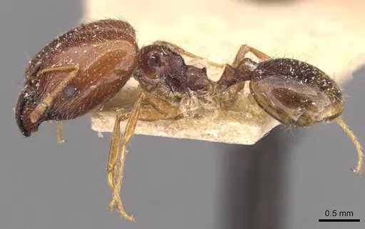 Pheidole cicatricosa specimen CASENT0907791 image casent0907791_3
