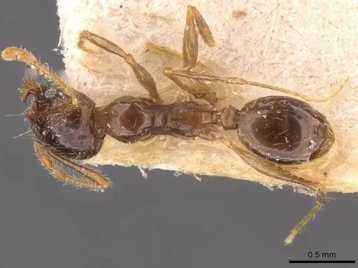 Pheidole cicatricosa specimen CASENT0907792 image casent0907792_1