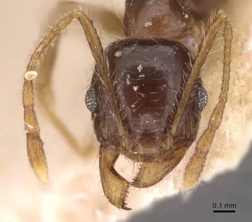 Pheidole cicatricosa specimen CASENT0907792 image casent0907792_2