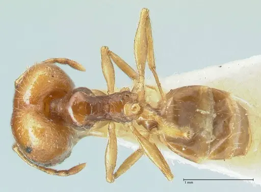 Pheidole cicatricosa specimen FOCOL1293 image focol1293_1