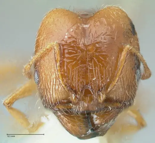 Pheidole cicatricosa specimen FOCOL1293 image focol1293_2