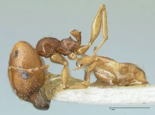 Pheidole cicatricosa specimen FOCOL1293 image focol1293_3