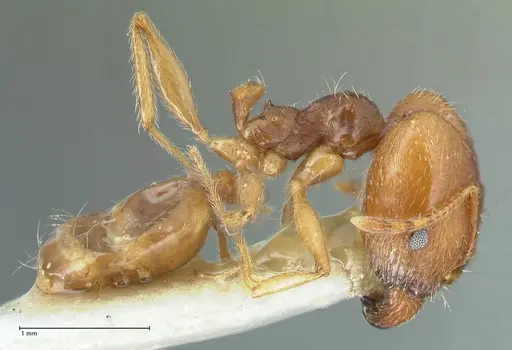Pheidole cicatricosa specimen FOCOL1293 image focol1293_4