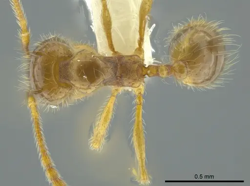 Pheidole citrina specimen CASENT0623856 image casent0623856_1