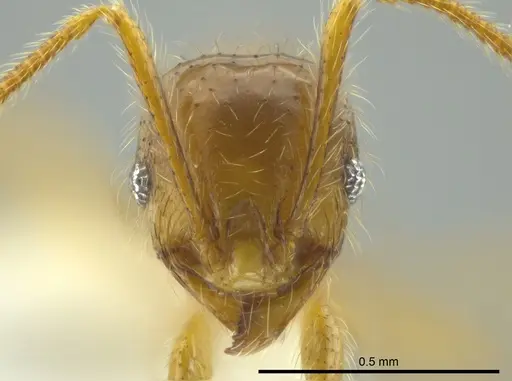 Pheidole citrina specimen CASENT0623856 image casent0623856_2
