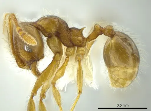 Pheidole citrina specimen CASENT0623856 image casent0623856_3