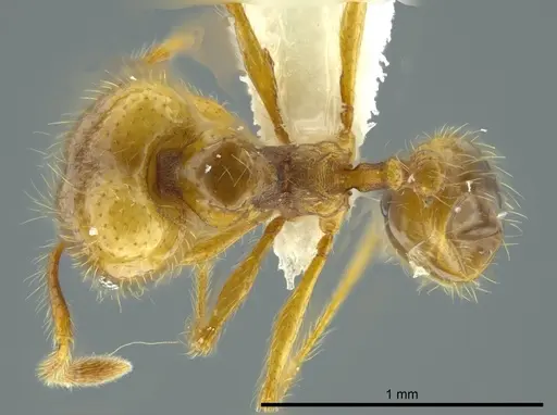 Pheidole citrina specimen CASENT0624045 image casent0624045_1
