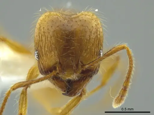Pheidole citrina specimen CASENT0624045 image casent0624045_2