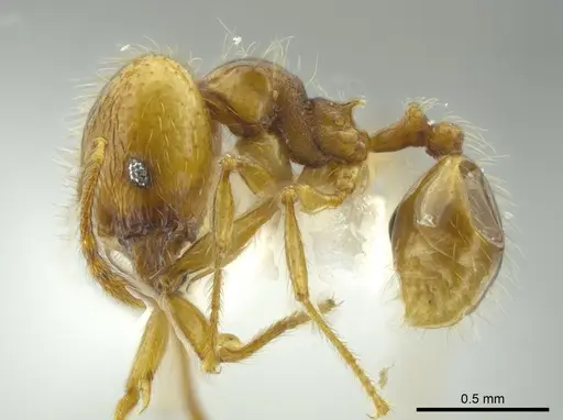 Pheidole citrina specimen CASENT0624045 image casent0624045_3