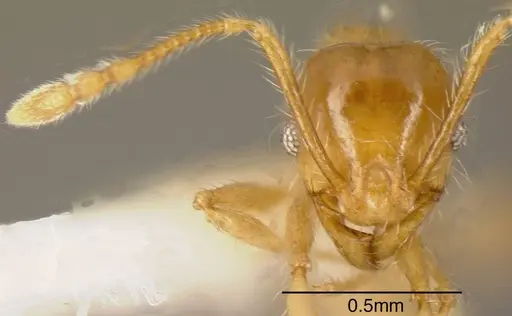Pheidole citrina specimen CASENT0635455 image casent0635455_1