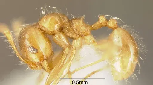 Pheidole citrina specimen CASENT0635455 image casent0635455_2