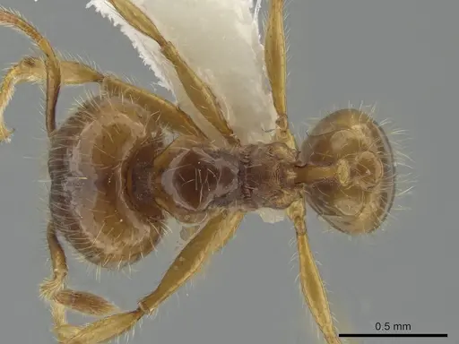 Pheidole citrina specimen CASENT0635903 image casent0635903_1