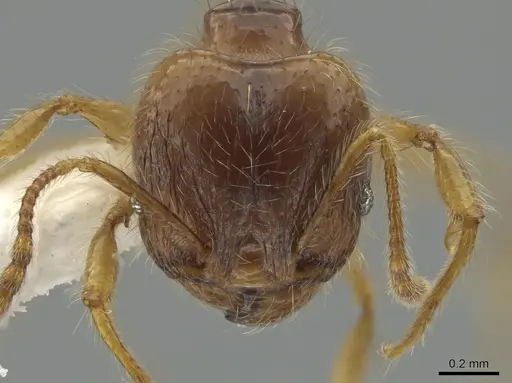 Pheidole citrina specimen CASENT0635903 image casent0635903_2