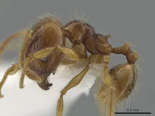 Pheidole citrina specimen CASENT0635903 image casent0635903_3