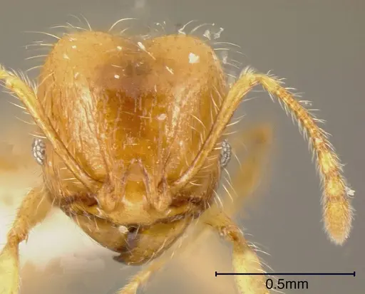 Pheidole citrina specimen INBIOCRI002281499 image inbiocri002281499_1