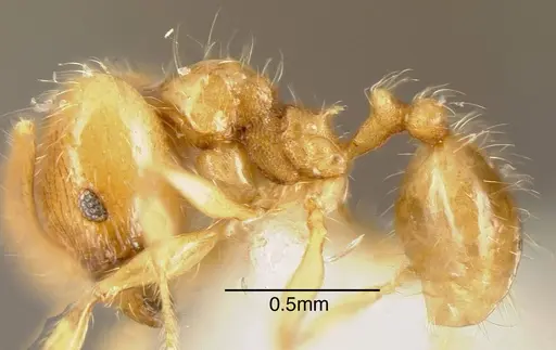 Pheidole citrina specimen INBIOCRI002281499 image inbiocri002281499_2