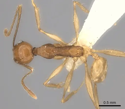 Pheidole clara specimen CASENT0198507 image casent0198507_1