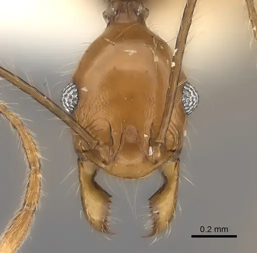 Pheidole clara specimen CASENT0198507 image casent0198507_2