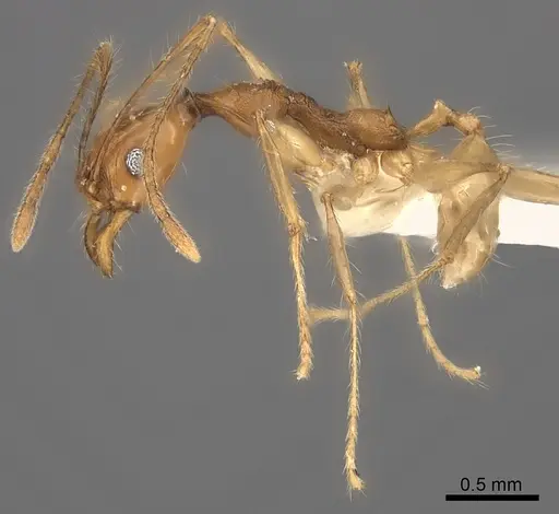 Pheidole clara specimen CASENT0198507 image casent0198507_3