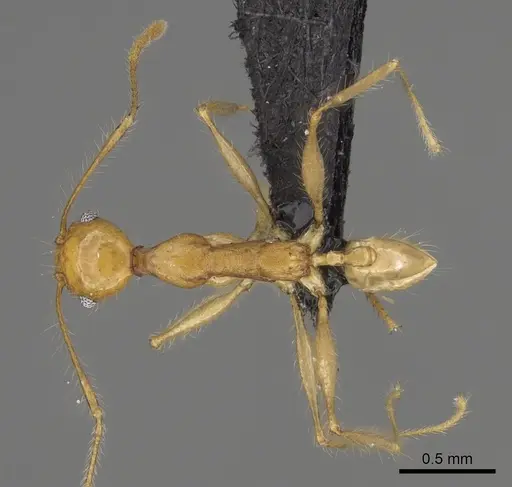 Pheidole clara specimen CASENT0494849 image casent0494849_1